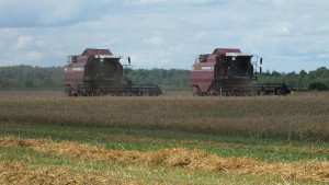 ельское-полесье1