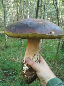 Турчин Юрий Гриб